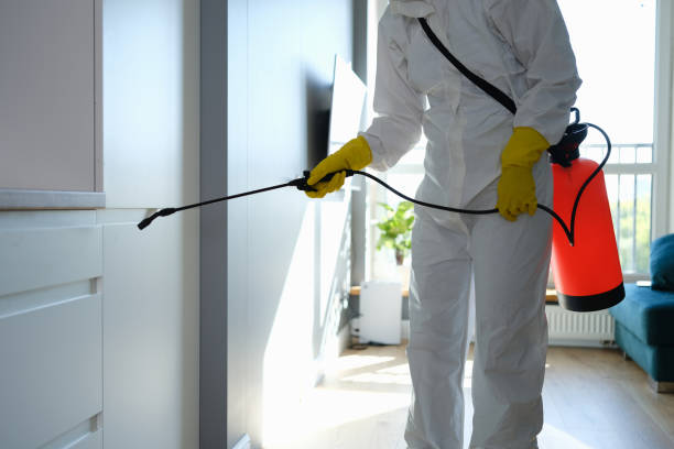 Best Mold Removal Process  in Ingram, PA
