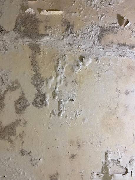 Best Mold Damage Repair  in Ingram, PA